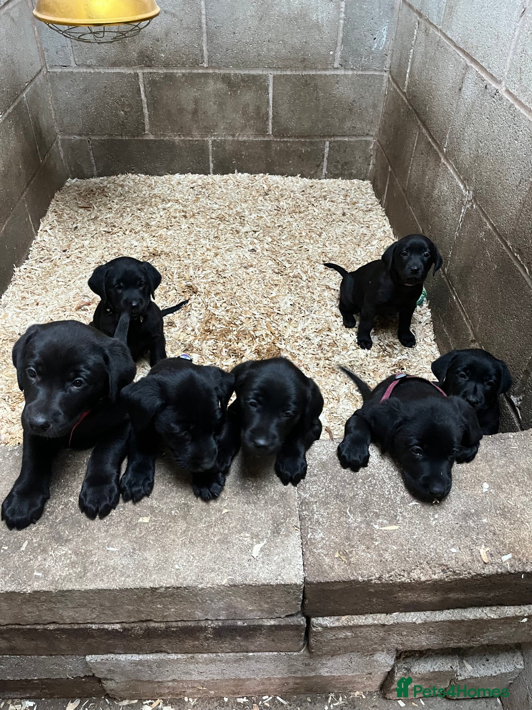 Labrador Retriever dogs for sale: Labour pups for sale - Image 3