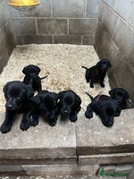 Labrador Retriever dogs Labour pups for sale - Advert 2