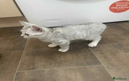 British Shorthair cats for sale: Silver spotted British Shorthair kittens  - Image 11