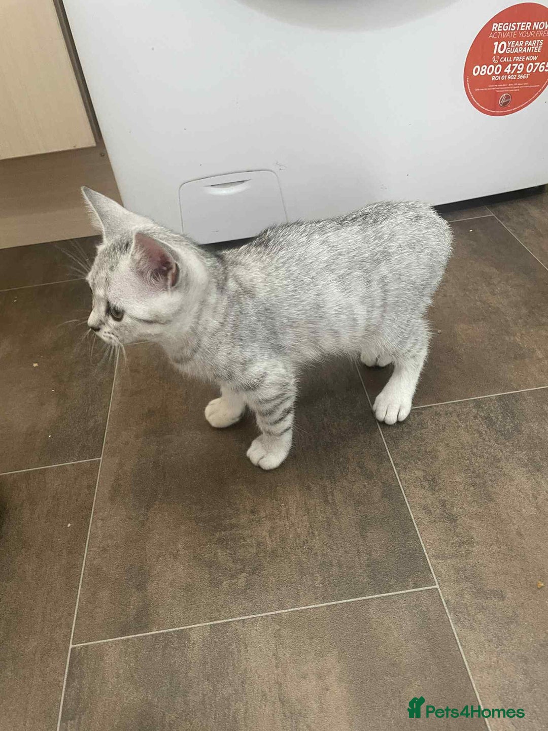 British Shorthair cats for sale: Silver spotted British Shorthair kittens  - Image 11