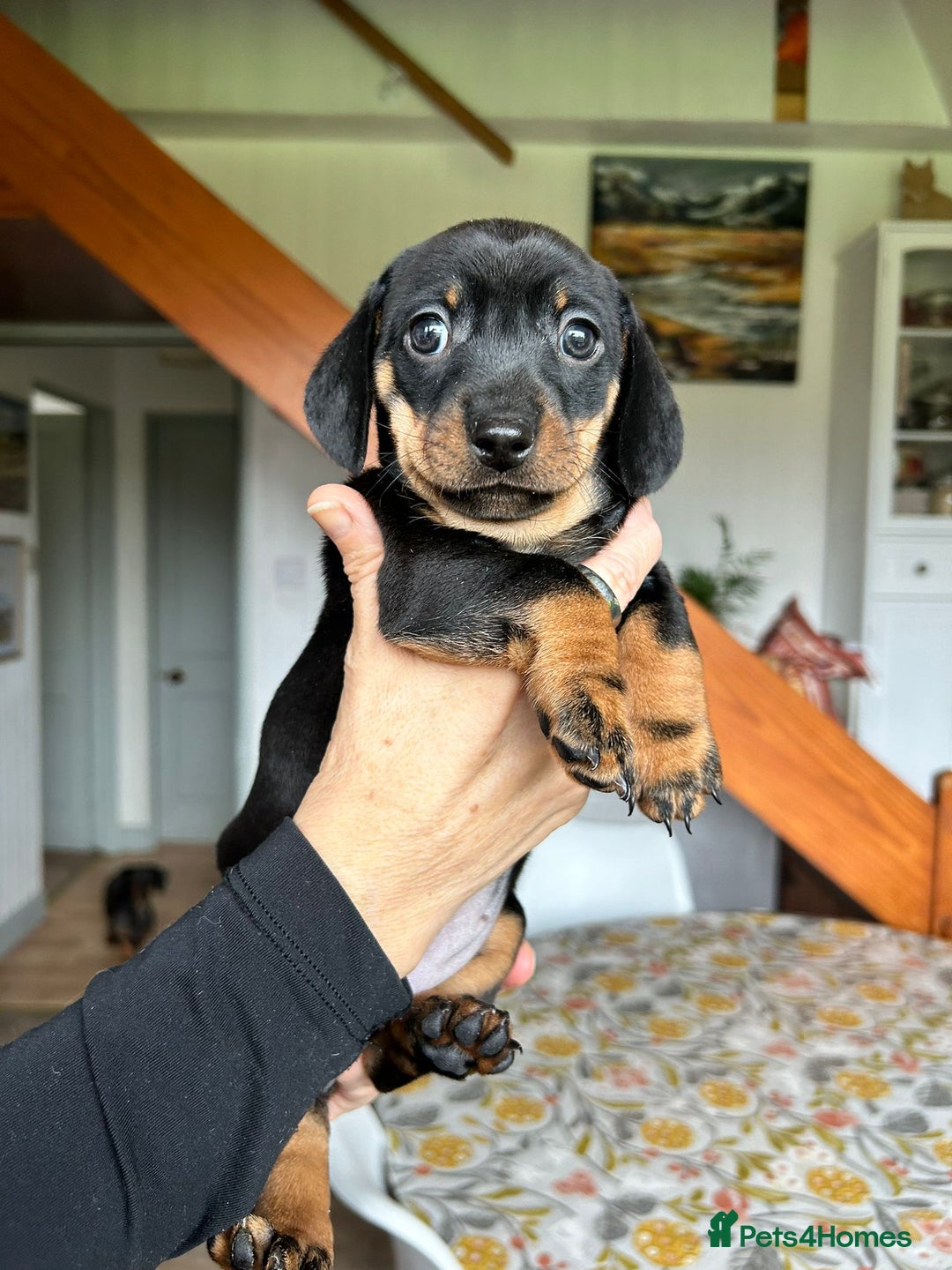 Miniature Dachshund dogs for sale: Beautiful dachsund pups...ready to go in mid Nov - Image 8