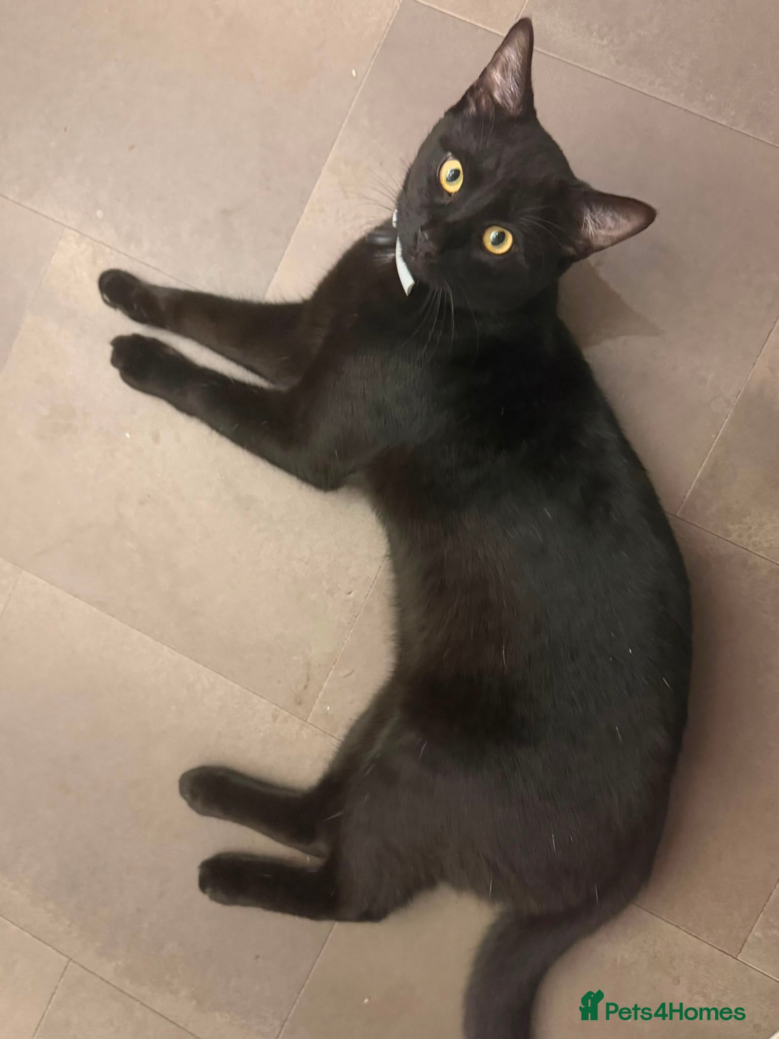 Mixed Breed cats Black Male Kitten 10 Months Old - Advert 4