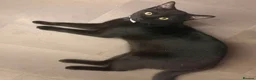 Mixed Breed cats for sale: Black Male Kitten 10 Months Old - Advert 1