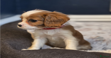 Cavalier King Charles Spaniel dogs FULLY HEALTH TESTED PARENTS KC REG MALE PUPPY - Advert 1