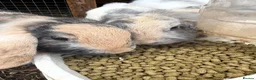 Mini Lop rabbits for sale: Mother and Daughter Lops  - Advert 1