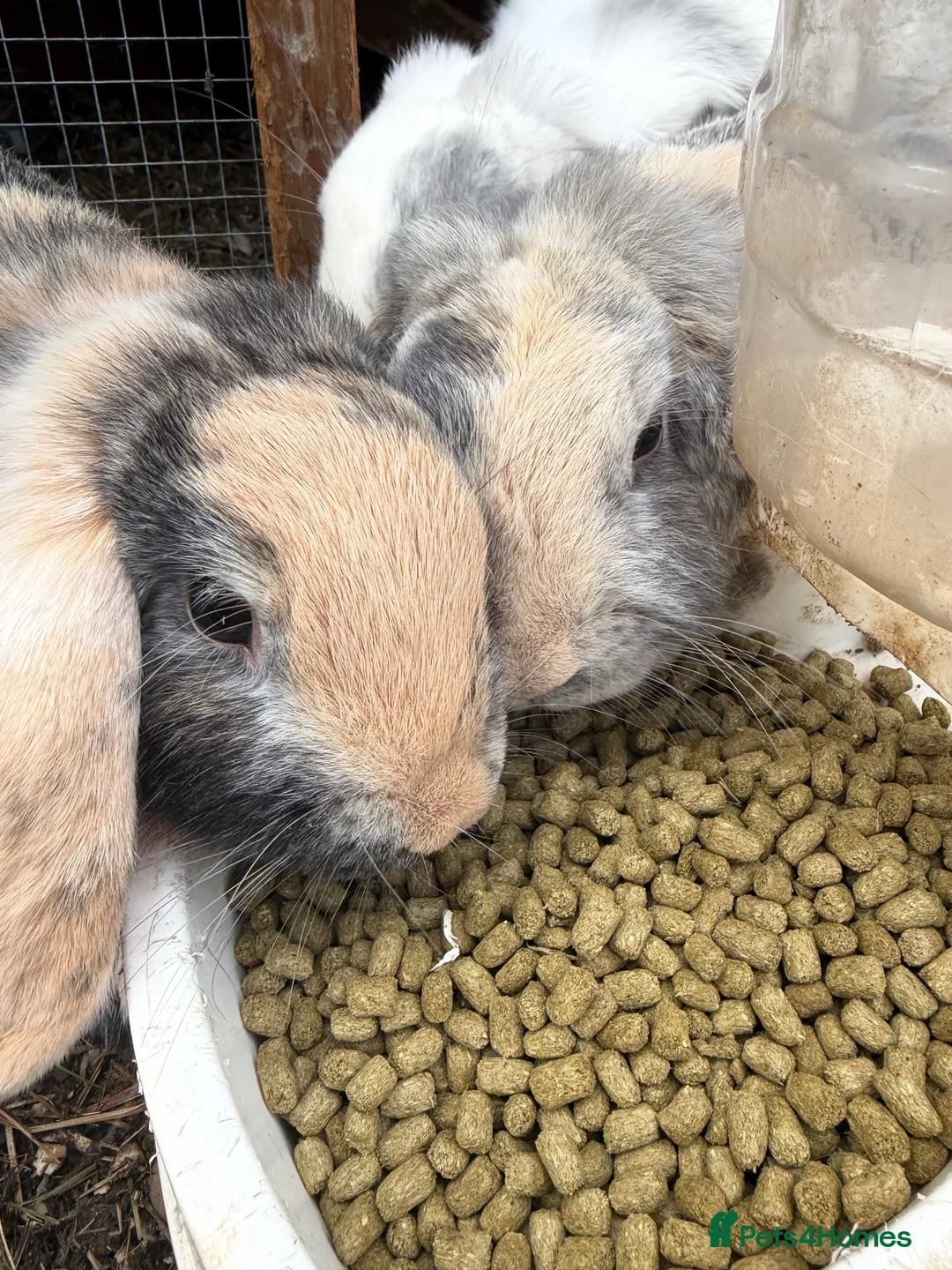 Mini Lop rabbits for sale: Mother and Daughter Lops  - Advert 1