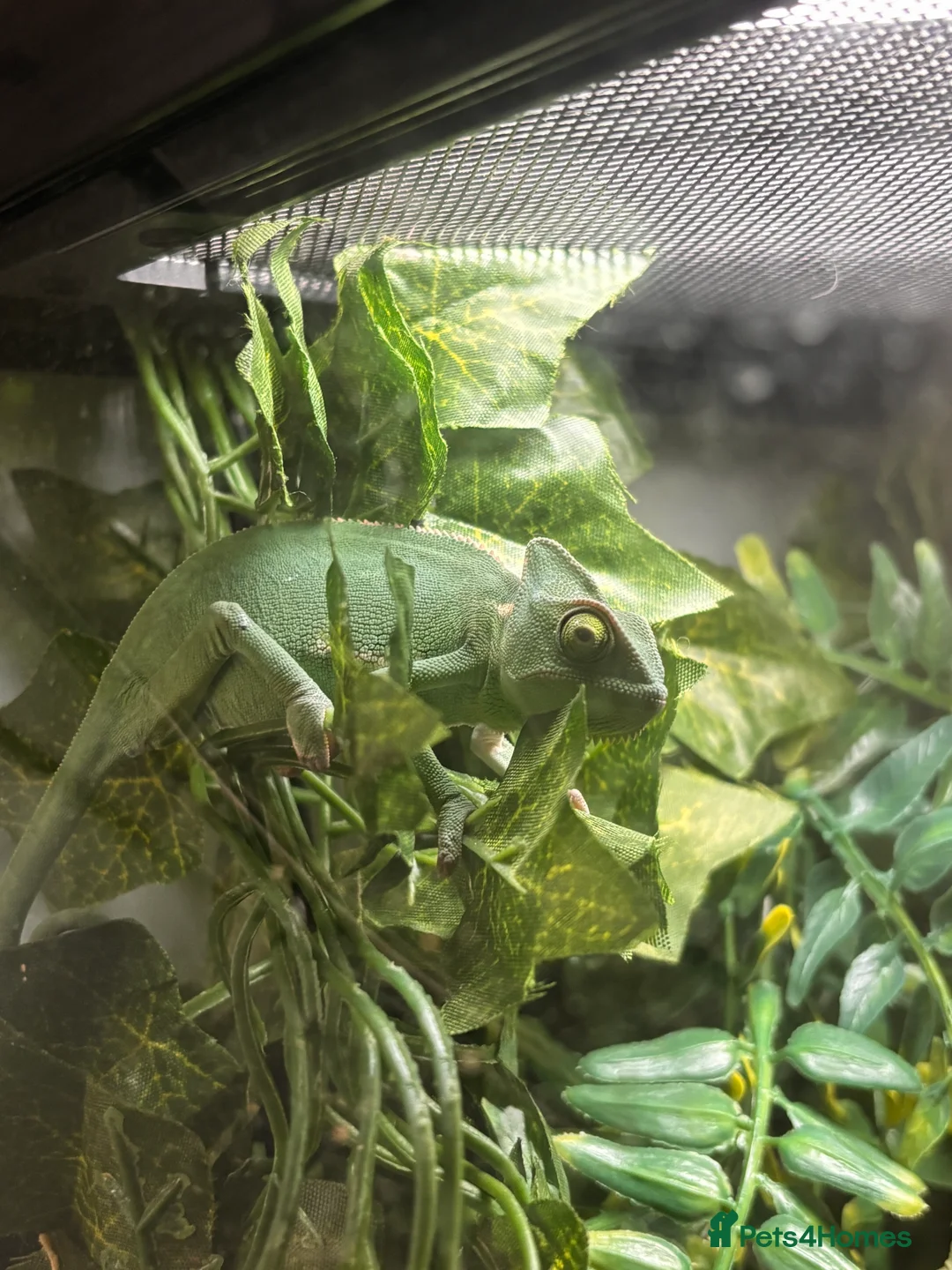 Chameleon reptiles for sale: Female Chameleon/ Veiled Chameleon - Advert 3