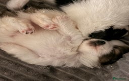 Pomeranian dogs for sale: XS Pomeranians  - Image 8