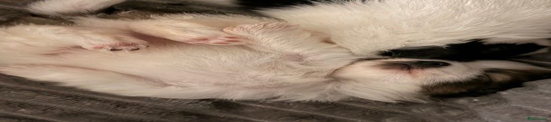 Pomeranian Puppy 3