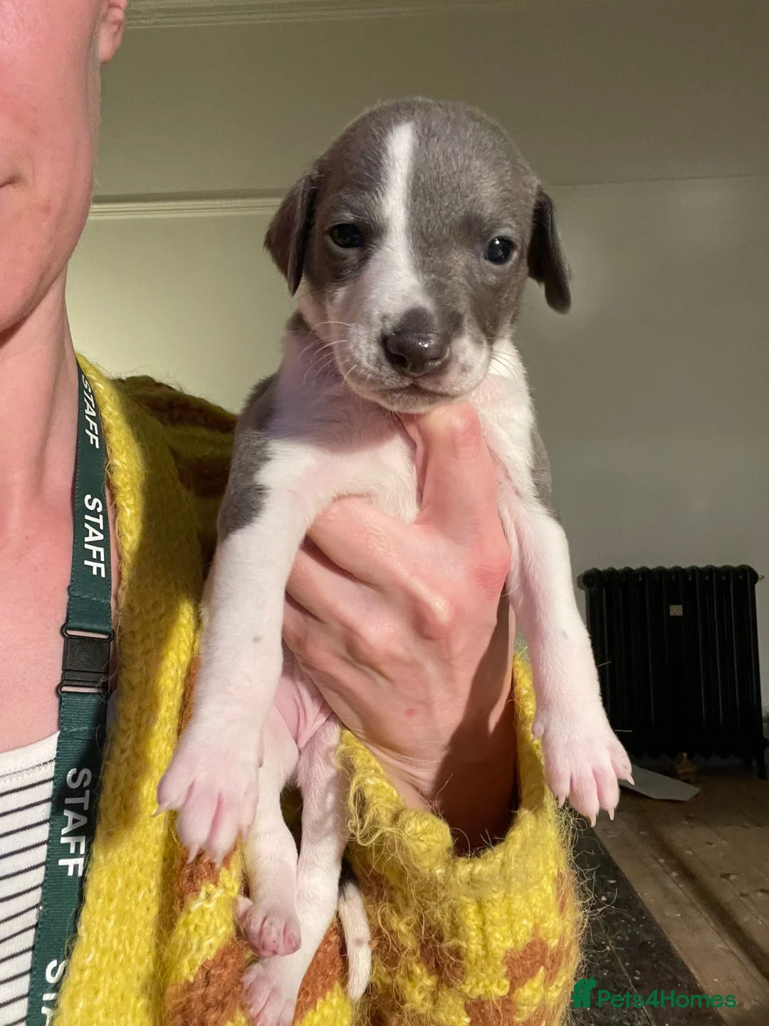 Whippet dogs for stud: 2 KC whippet for stud,both heart tested clear in Bishop Auckland - Advert 17