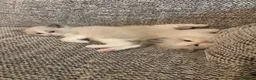 Ragdoll cats for sale: 2 handsome blue bi colour boys - Advert 3