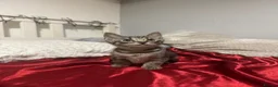 Mixed Breed cats for sale: Beautiful Male Kittens 🥰 in Dartford - Advert 25