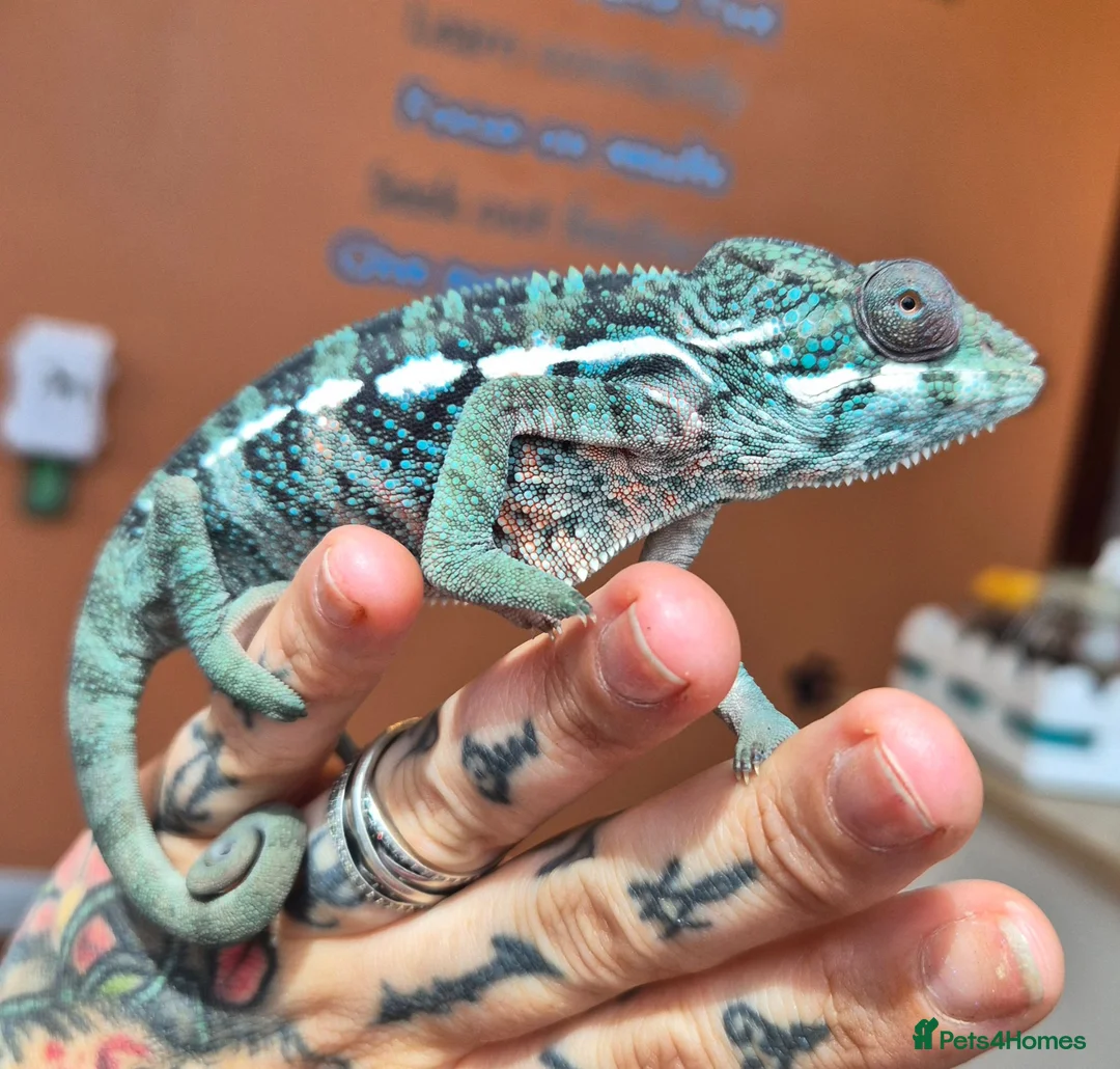 Chameleon reptiles for sale: Juvenile panthers for sale.  - Advert 1