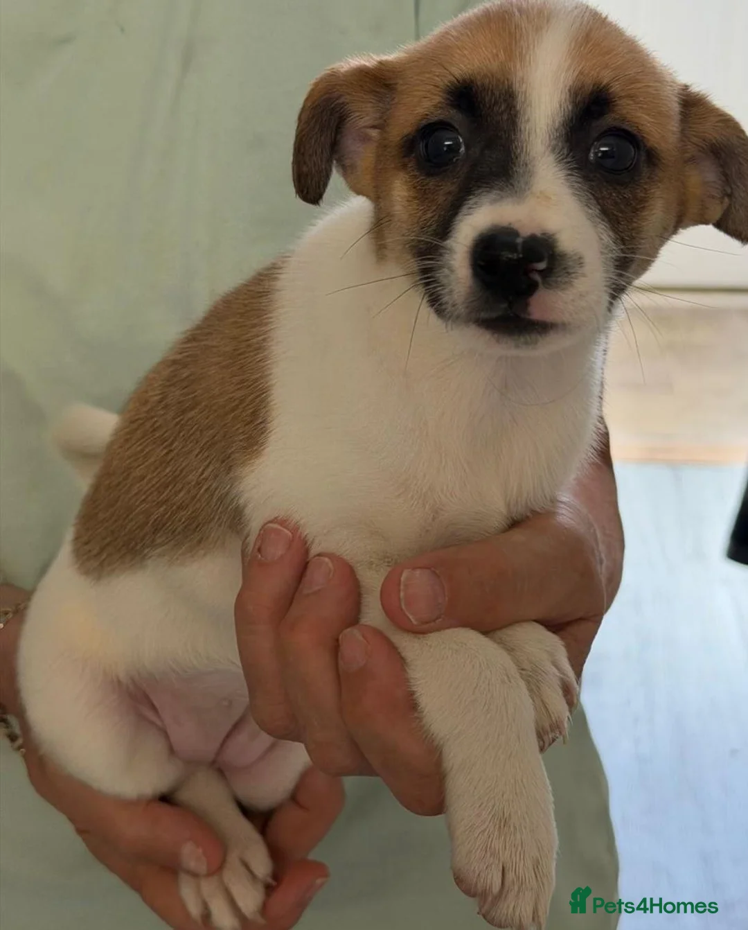 Mixed Breed dogs for sale: Jackrusell x German spitz klein - Advert 2