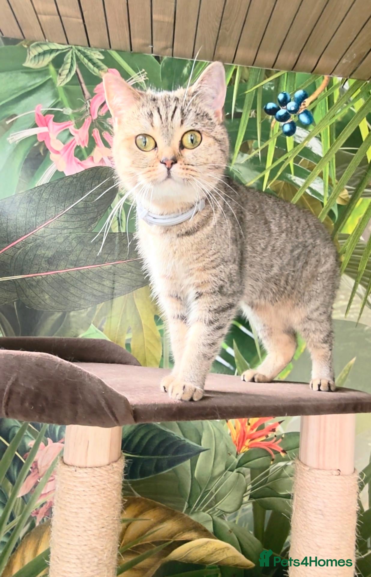 British Shorthair cats for sale: Beautiful GCCF Active Queen BSH - Advert 13