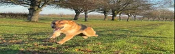 German Shepherd dogs for stud: Spectacular GSD wolfdog *for Stud only* in Dursley - Advert 2