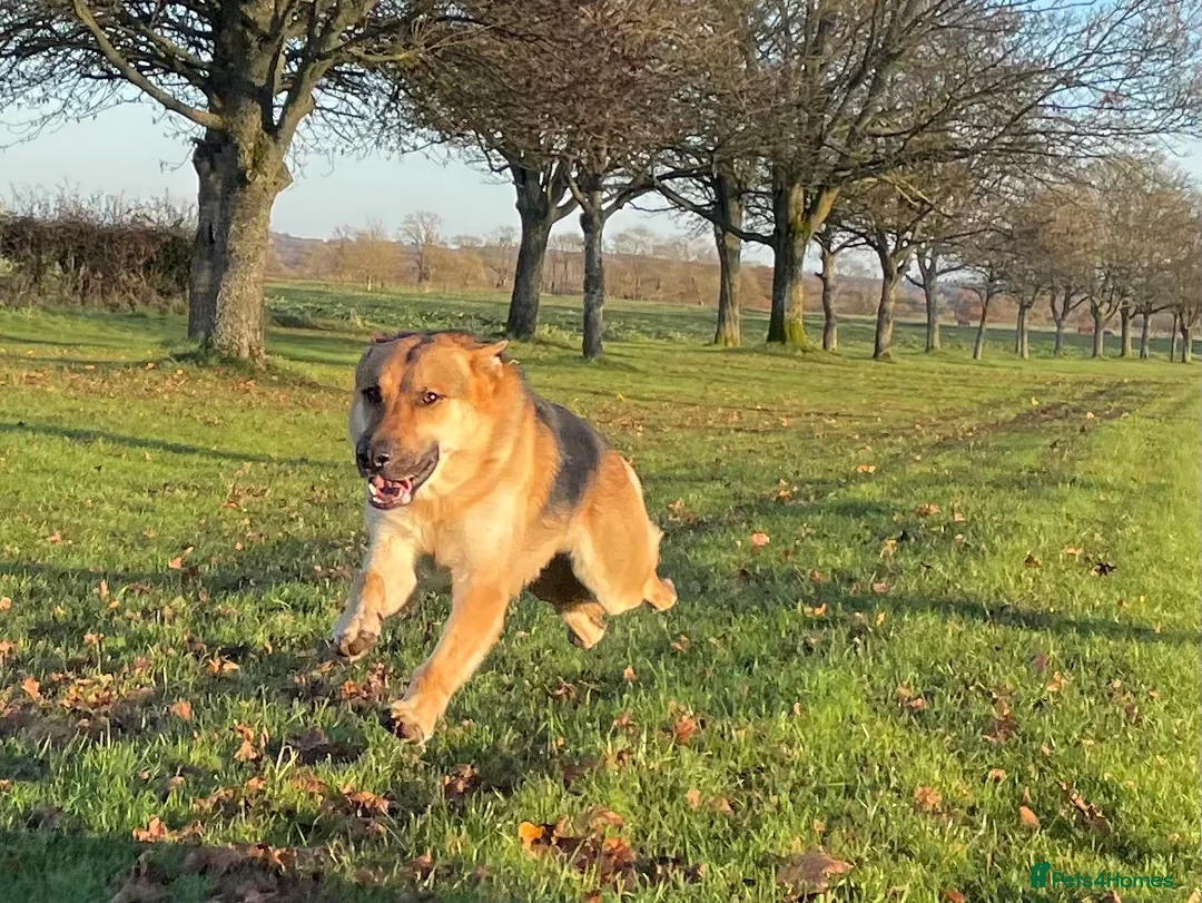 German Shepherd dogs for stud: Spectacular GSD wolfdog *for Stud only* in Dursley - Advert 2