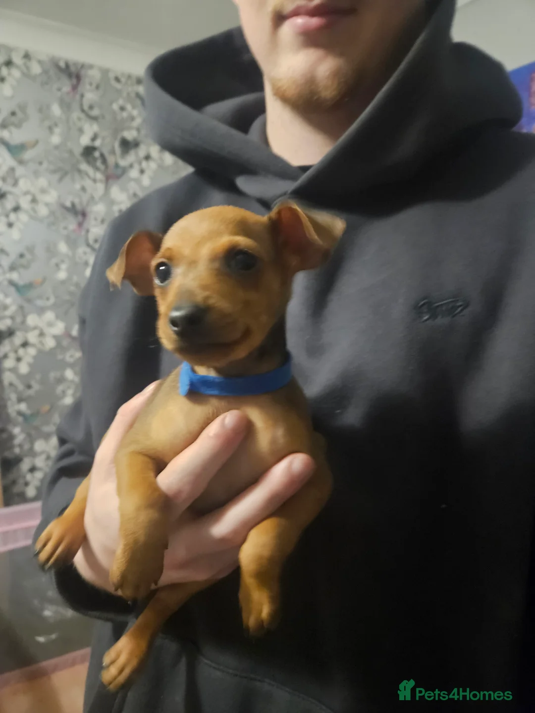 Miniature Pinscher dogs for sale: Miniature Pinscher puppies  - Advert 5