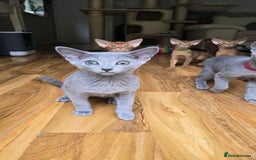 Russian Blue cats for sale: Stunning Russian Blue babies  in Huddersfield - Image 13