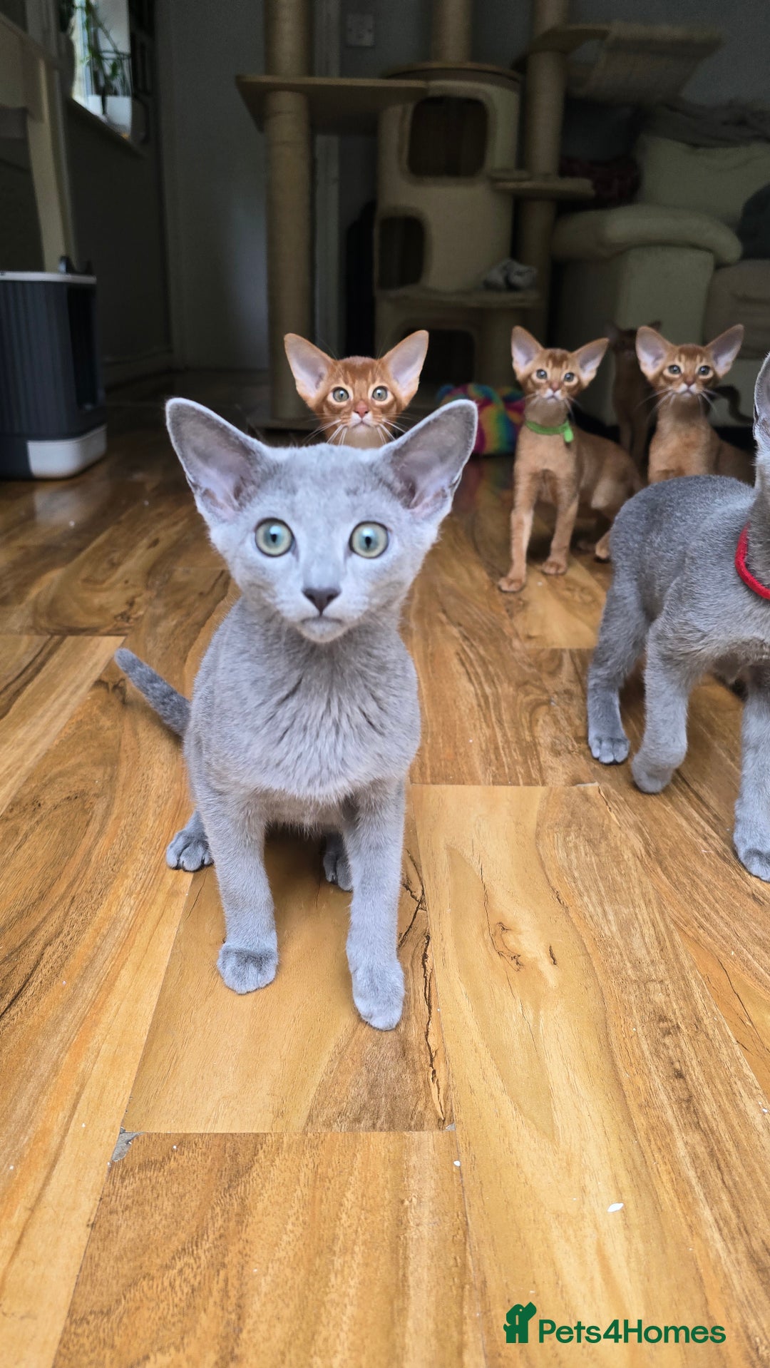 Russian Blue cats for sale: Stunning Russian Blue babies  in Huddersfield - Image 13
