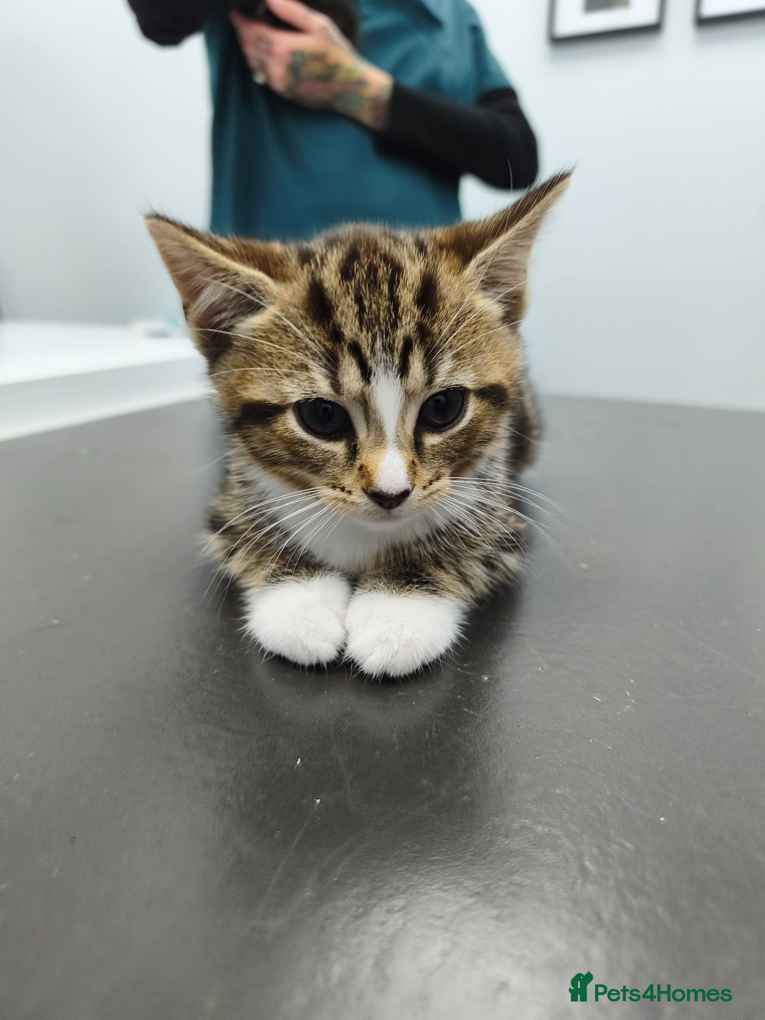 Domestic Shorthair cats TWO beautiful Tabby kittens available  - Advert 3