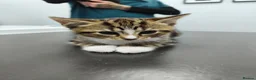 Domestic Shorthair cats for sale: TWO beautiful Tabby kittens available  - Advert 3