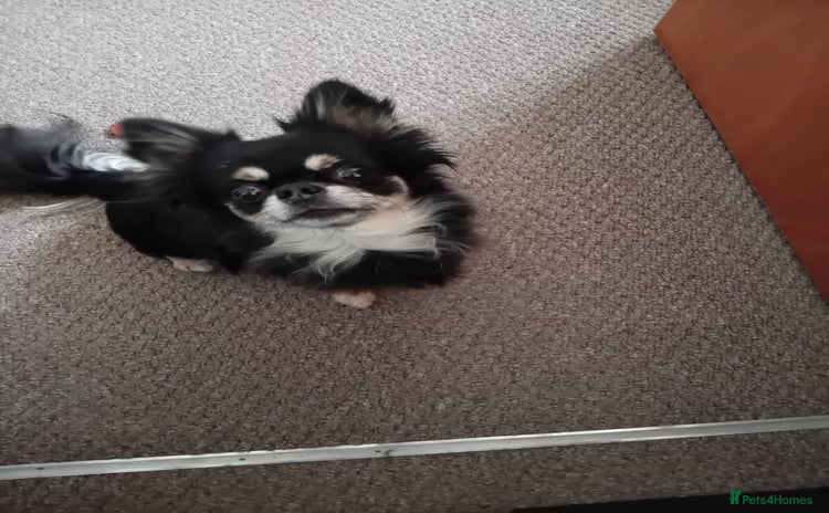 Chihuahua dogs - Advert 3