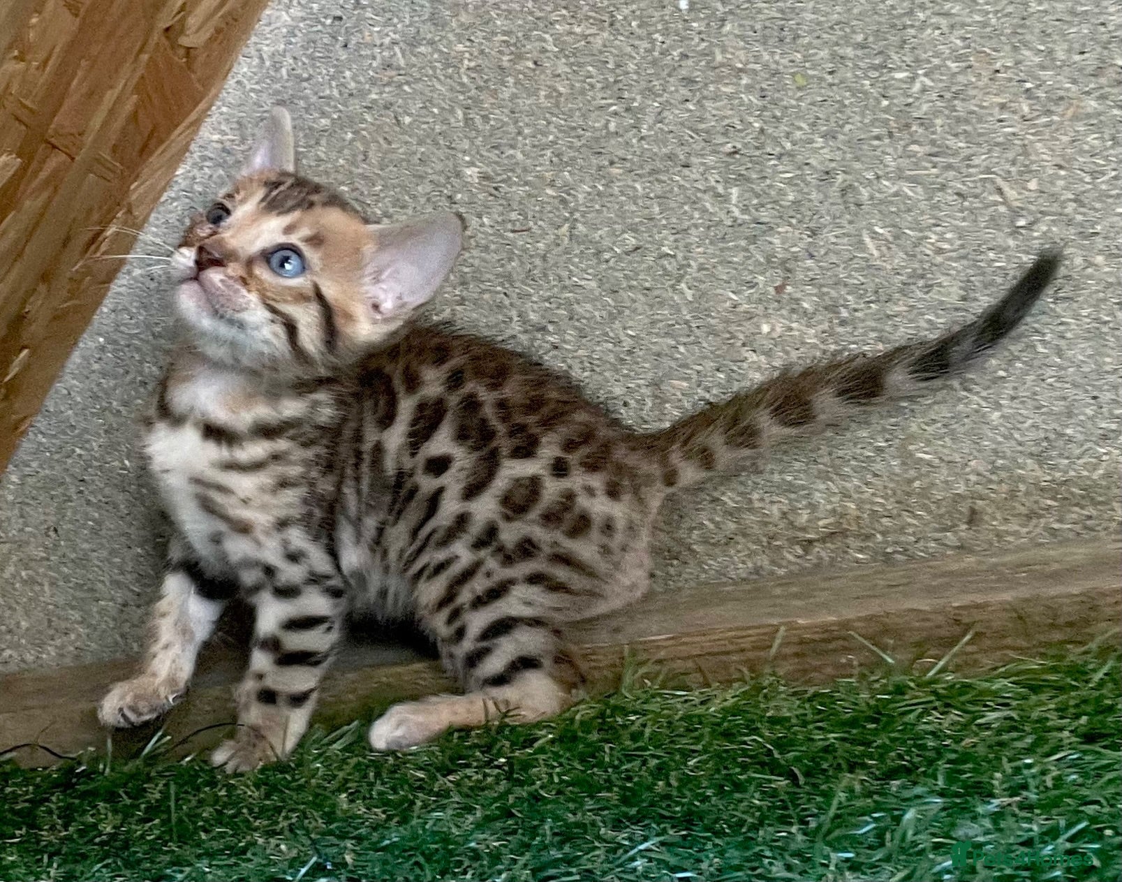 Bengal cats Beautiful male full bengal kit - Advert 10
