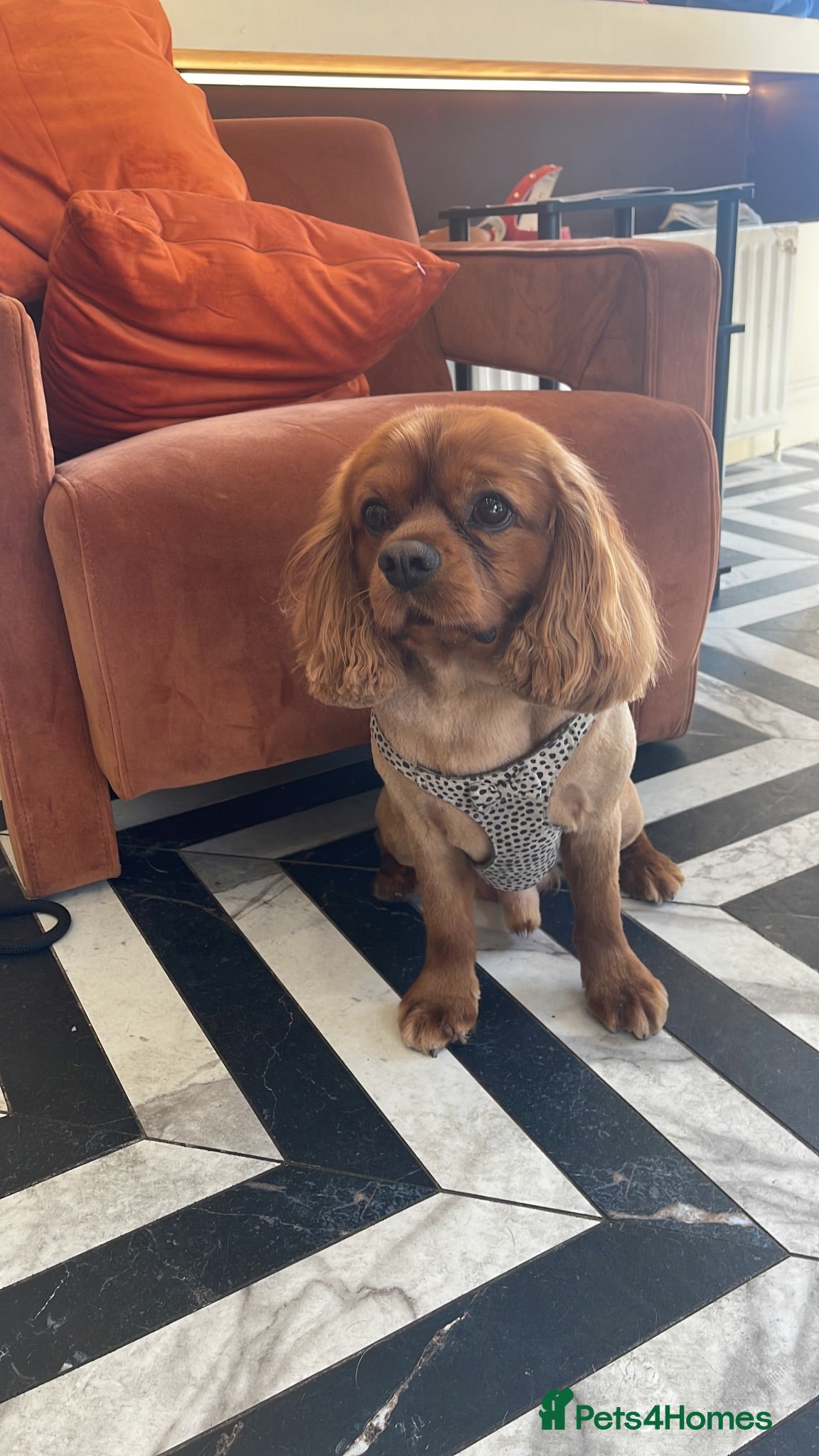 Cavalier King Charles Spaniel dogs Cavalier for Stud - Advert 1