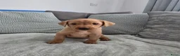 Labrador Retriever dogs for sale: Fox red labrador puppies  in Sunderland - Advert 4