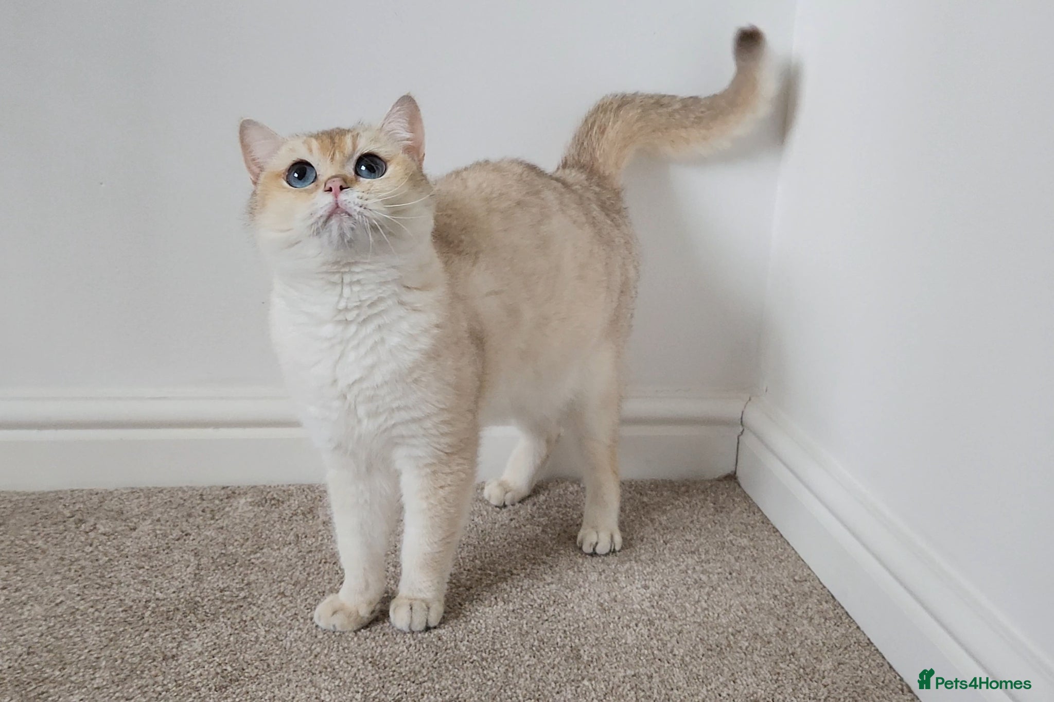 British Shorthair cats Blue eyed Golden British Shorthair female & male - Advert 2
