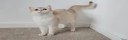 British Shorthair cats for sale: Blue eyed Golden British Shorthair female & male - Advert 2
