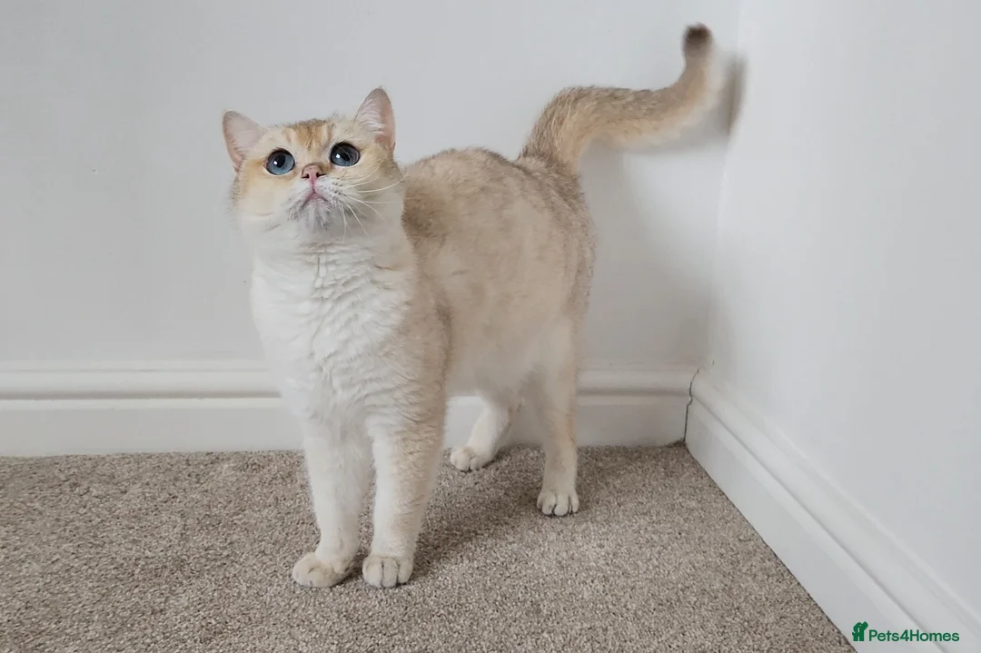 British Shorthair cats for sale: Blue eyed Golden British Shorthair female & male - Advert 2