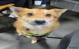 Mixed Breed dogs for adoption: 🐶💙 RYZHIK 💙🐶 - Image 9