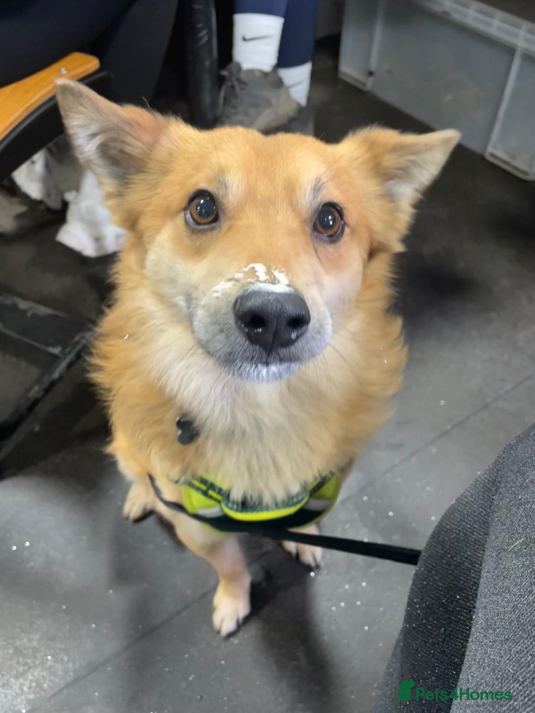 Mixed Breed dogs for adoption: 🐶💙 RYZHIK 💙🐶 - Image 9