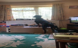 Dobermann dogs for sale: Male Rotterman  - Image 4