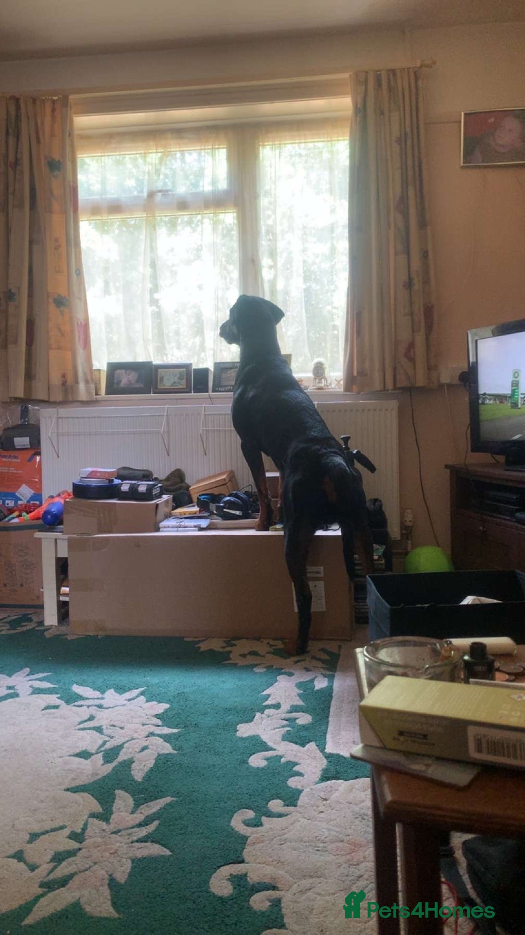 Dobermann dogs for sale: Male Rotterman  - Image 4