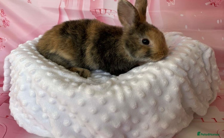 English Spot rabbits - Advert 1