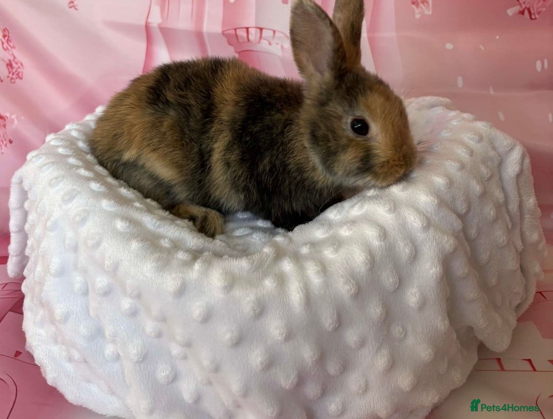 English Spot rabbits for sale: English spot x dwarf  - Image 1