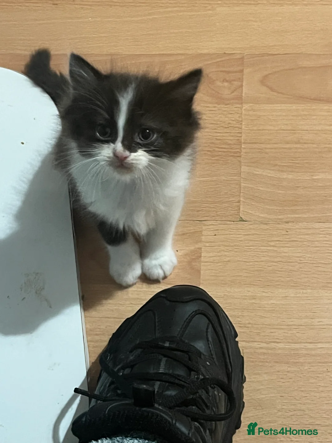 Mixed Breed cats for sale: 4 half ragdoll kittens  - Advert 2