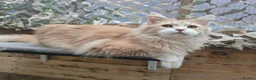 Maine Coon cats for sale: Active Cream Tabby Maine Coon Female - Advert 2