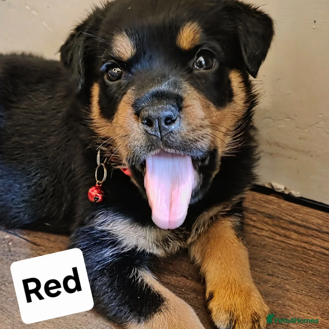Rottweiler dogs for sale: 7 Rottweiler Pups - Advert 2