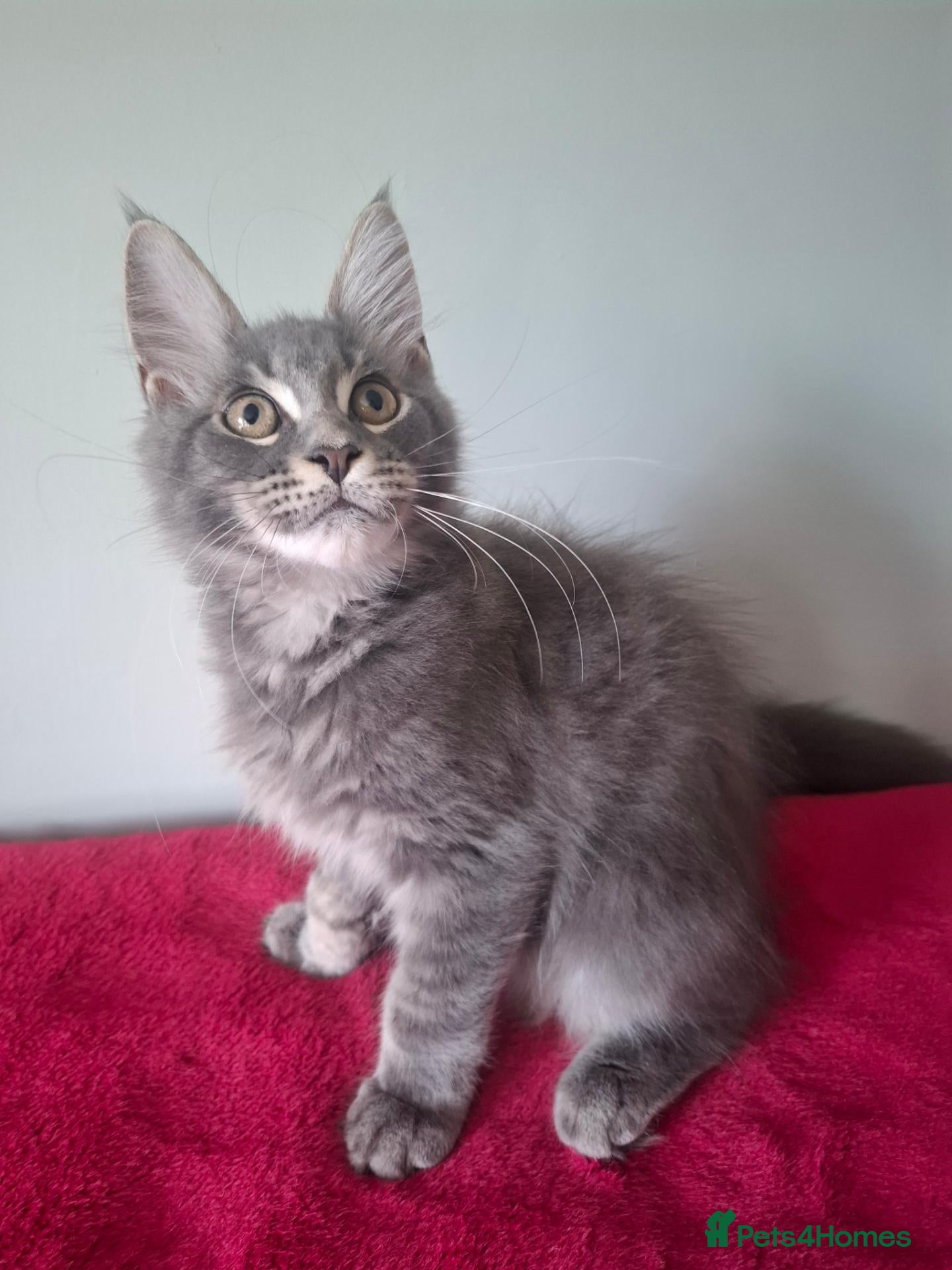 Maine Coon cats TICA registered Maine coon boy - Advert 1