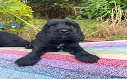Cocker Spaniel dogs for sale: Beautiful cocker spaniel Boys  - Image 11