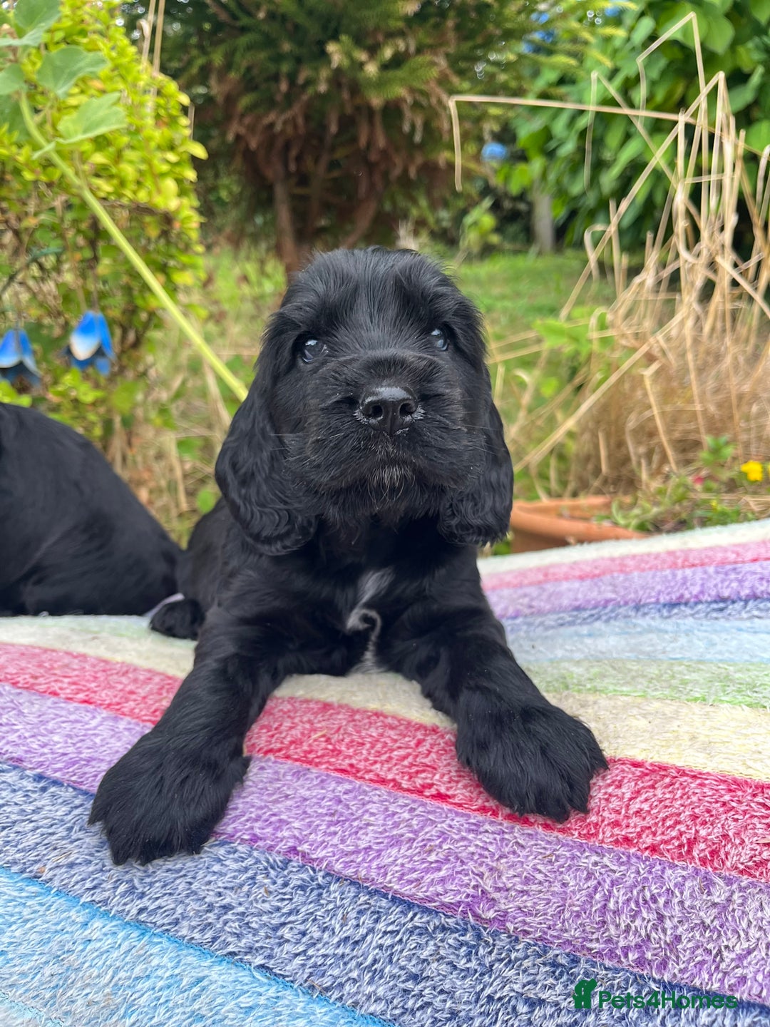 Cocker Spaniel dogs for sale: Beautiful cocker spaniel Boys  - Image 11