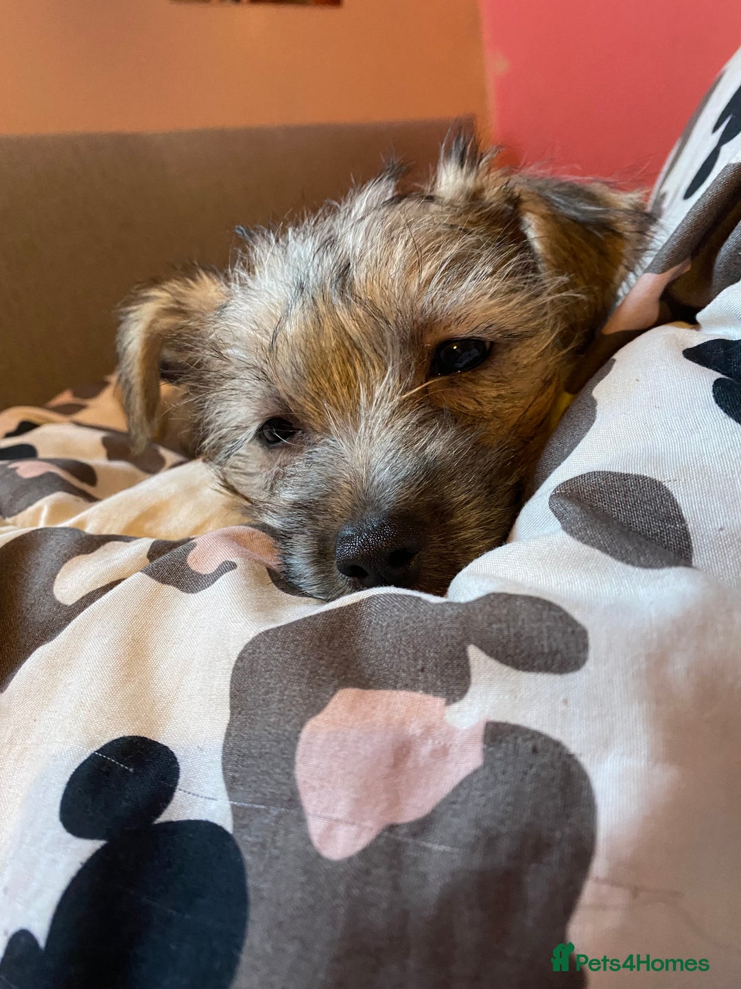 Yorkshire Terrier dogs for sale: Yorkie cross puppy - Advert 2