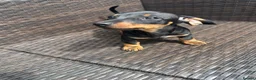 Miniature Dachshund dogs for sale: Miniature Dachshund  - Advert 10
