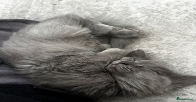 Maine Coon cats - Advert 1