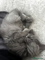 Maine Coon cats - Advert 2