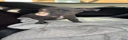 Staffordshire Bull Terrier dogs for sale: Staffy puppy  - Advert 2